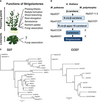 DWARF27 and CAROTENOID CLEAVAGE DIOXYGENASE 7 genes regulate release, germination and growth of gemma in Marchantia polymorpha